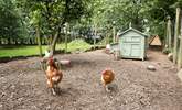 The owners' chickens will delight young and old alike - you can help them feed the chickens and collect the eggs. - Thumbnail Image