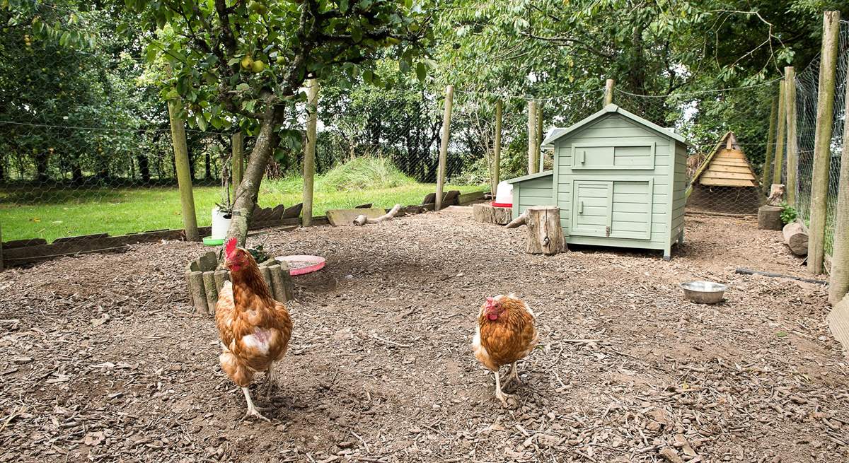 The owners' chickens will delight young and old alike - you can help them feed the chickens and collect the eggs.