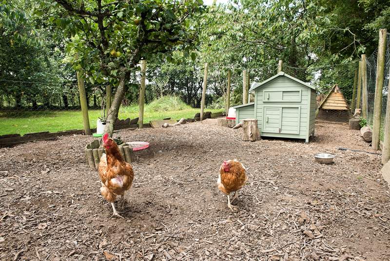 The owners' chickens will delight young and old alike - you can help them feed the chickens and collect the eggs.