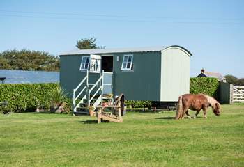 Hannah's Haven is sat in a large meadow, with just fenced-off donkeys and ponies for neighbours (including Dinky, the very cute Miniature Shetland!).