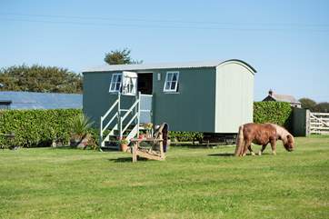 Hannah's Haven is sat in a large meadow, with just fenced-off donkeys and ponies for neighbours (including Dinky, the very cute Miniature Shetland!).