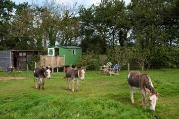 The cutest neighbours!