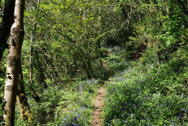 There are wonderful woodland walks to discover.