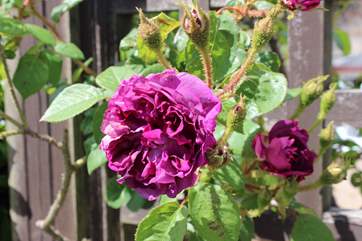 The number of plant species which can be found in the beautiful garden is vast.