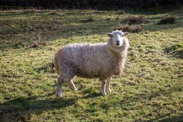 One of your many friendly neighbours.