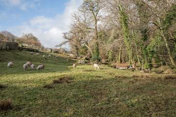 The paddock next to The Bothy is home to some rather cheeky chappies. Please keep dogs on leads at all times when crossing this paddock to access to the woodland.