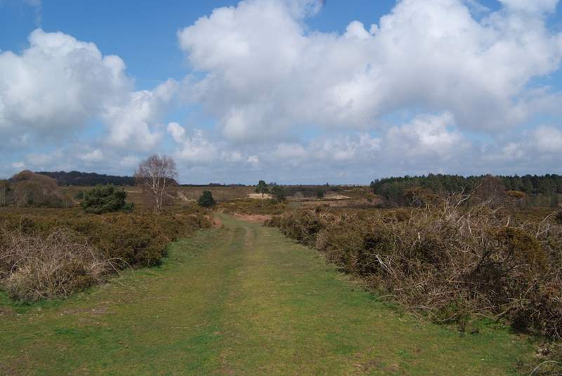 Nearby Woodbury Common, an area of unspoilt heathland, criss-crossed with miles of walks with the sea sparkling in the distance.