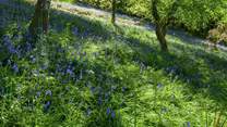 Natural woodland extends beyond the garden.