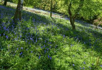 Natural woodland extends beyond the garden.