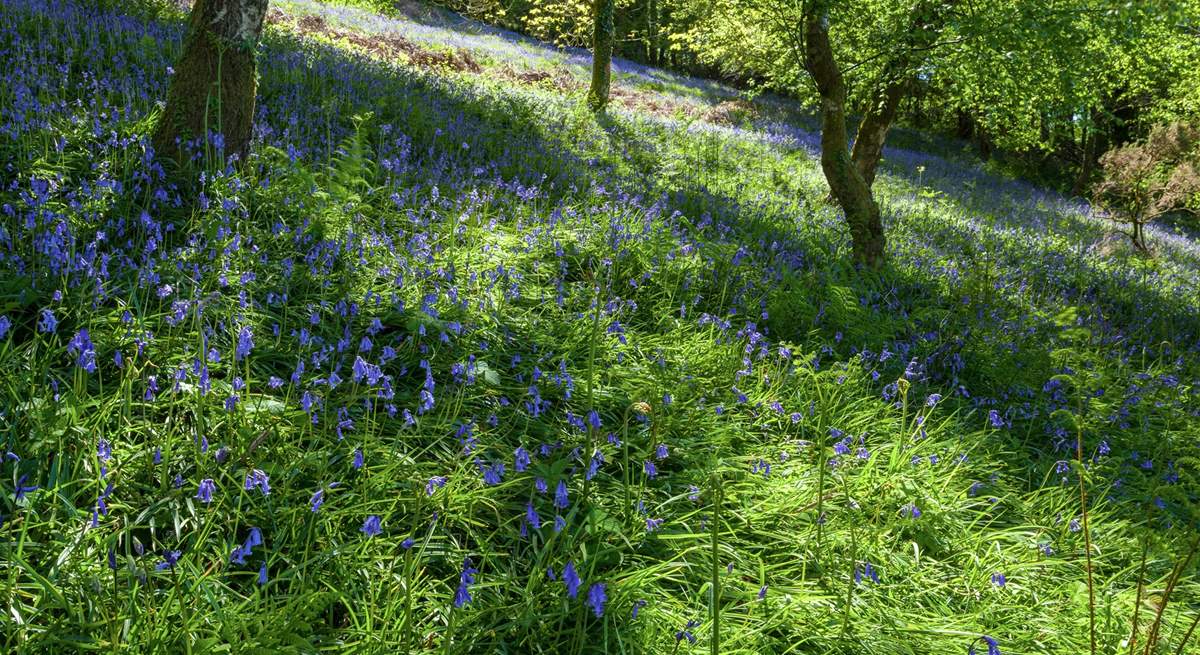 Natural woodland extends beyond the garden.