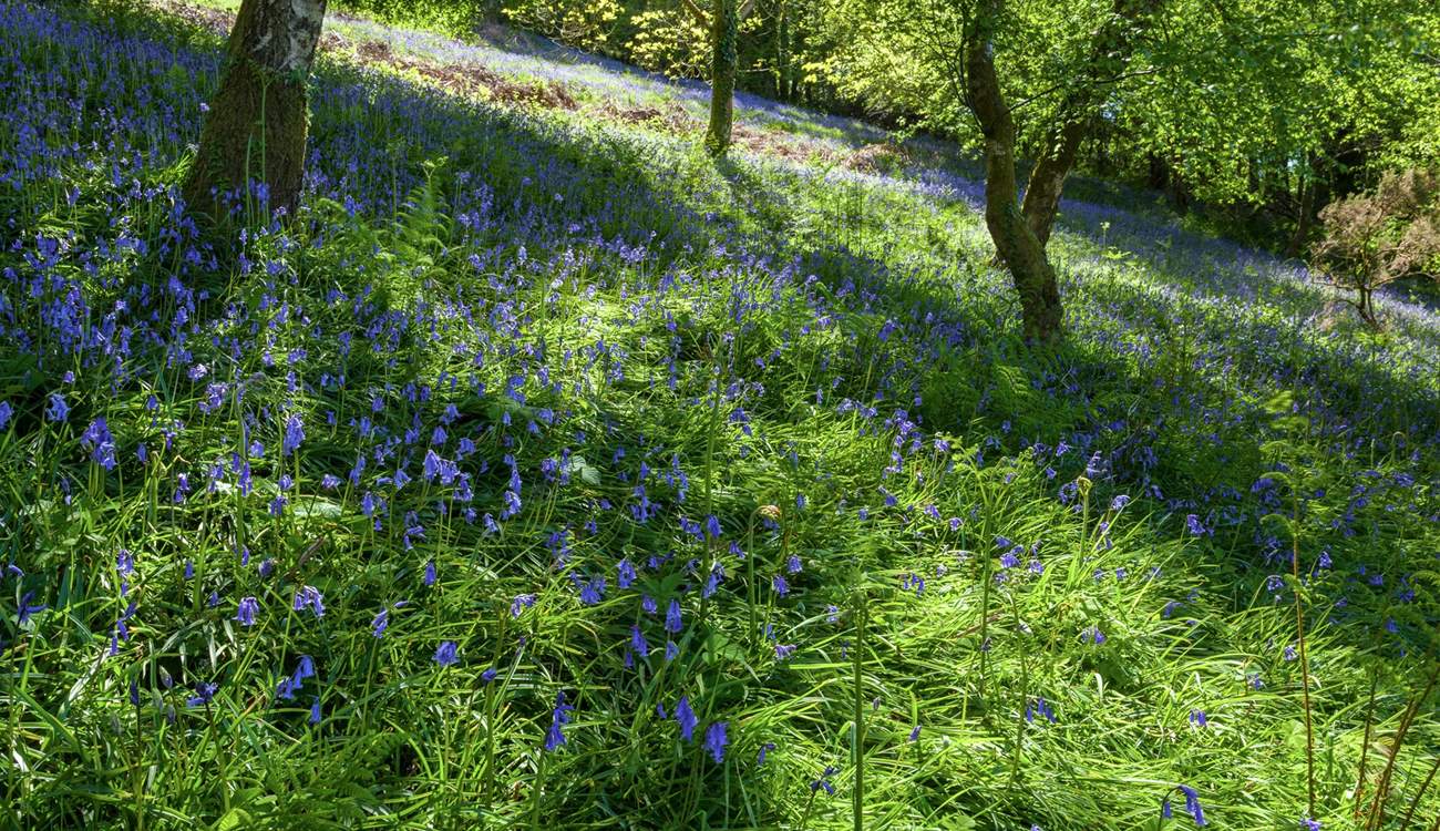 Natural woodland extends beyond the garden.