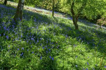 Natural woodland extends beyond the garden.