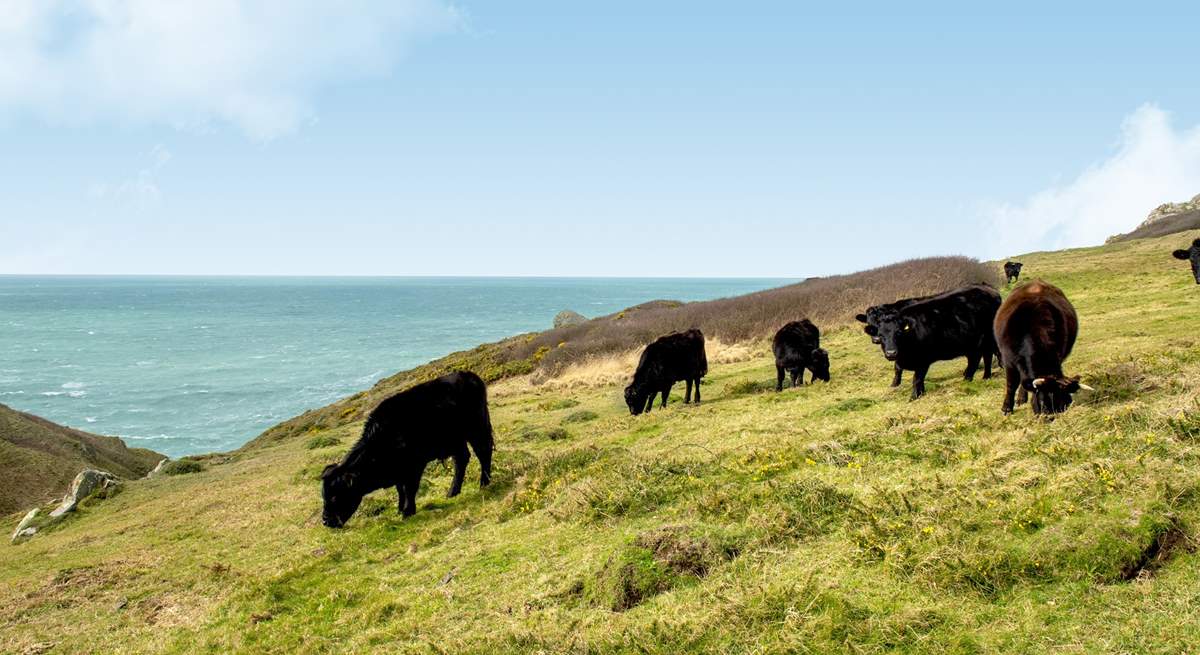 Even the cows have a fabulous view.