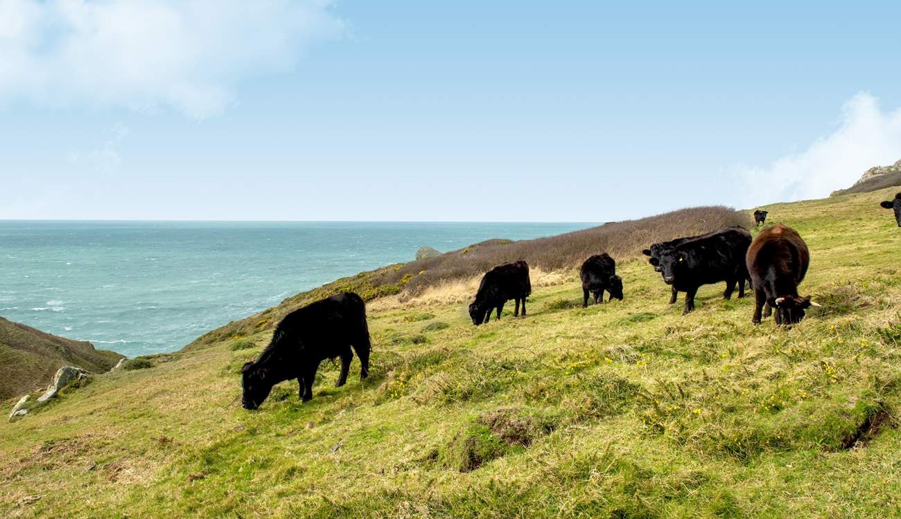 Even the cows have a fabulous view.