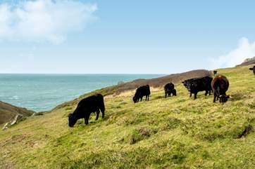 Even the cows have a fabulous view.