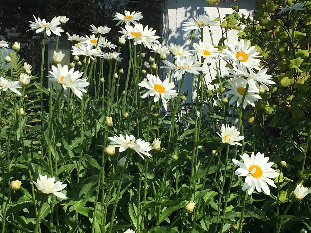 The flower borders create a lovely display.