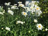 The flower borders create a lovely display.