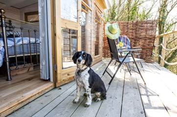 You four-legged friend is most welcome to join you.