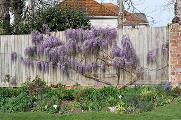 Wonderful wisteria in full bloom.