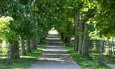 The tree lined avenue in the estate - Thumbnail Image