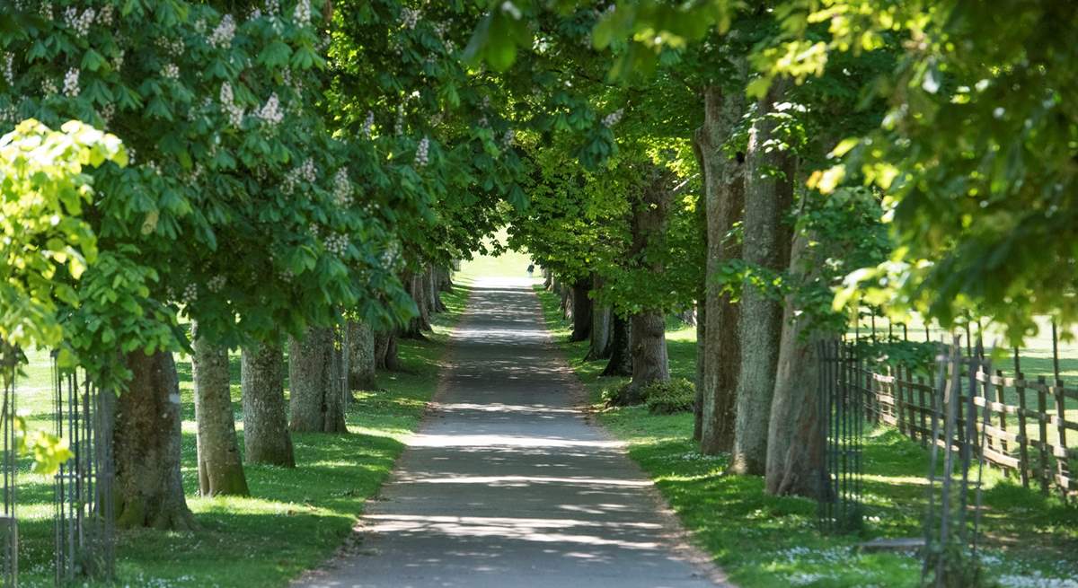 The tree lined avenue in the estate