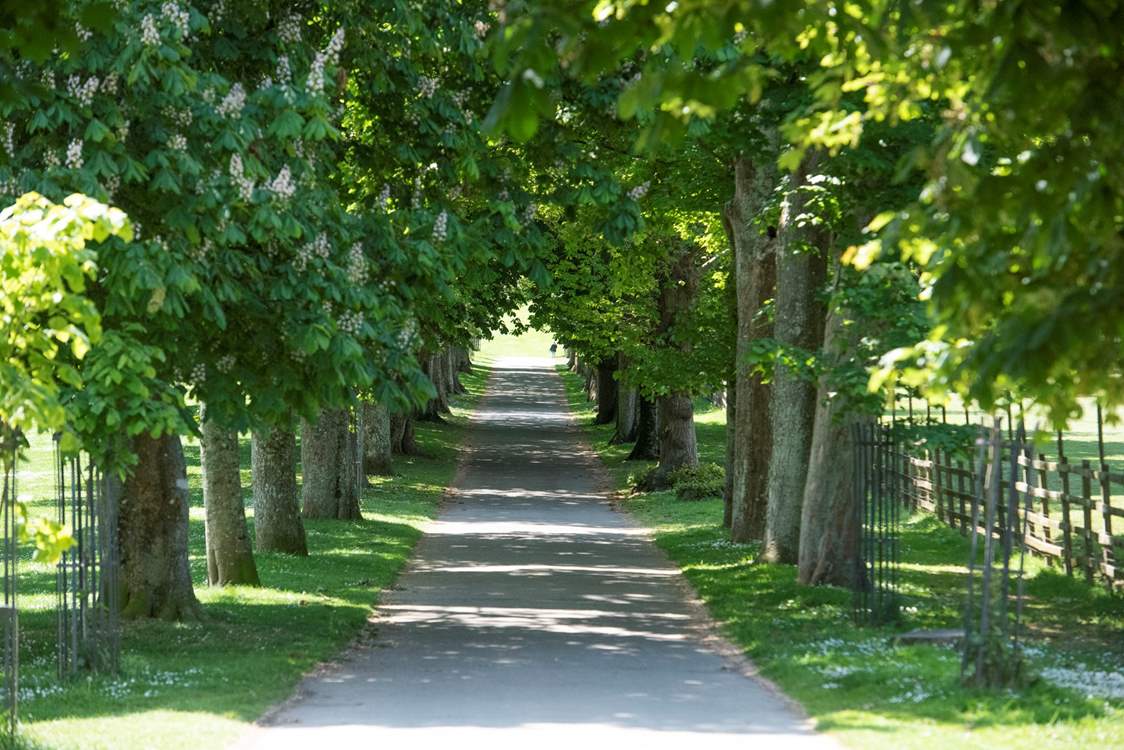 The tree lined avenue in the estate