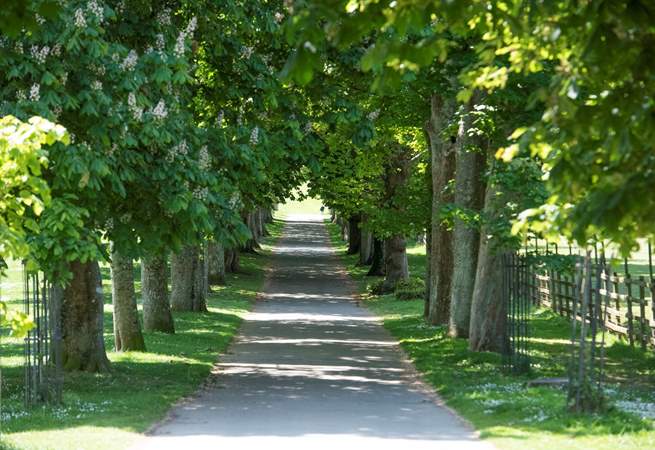 The tree lined avenue in the estate
