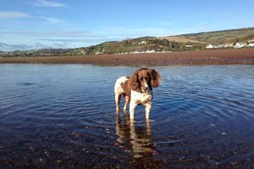 Clare Park and its fabulous location is guaranteed to get the thumbs up from your four-legged friend(s).