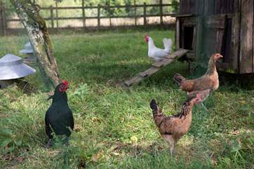 The owners' chickens live at the bottom of the orchard.