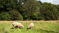 The owners also have some sheep, who live in a nearby paddock.