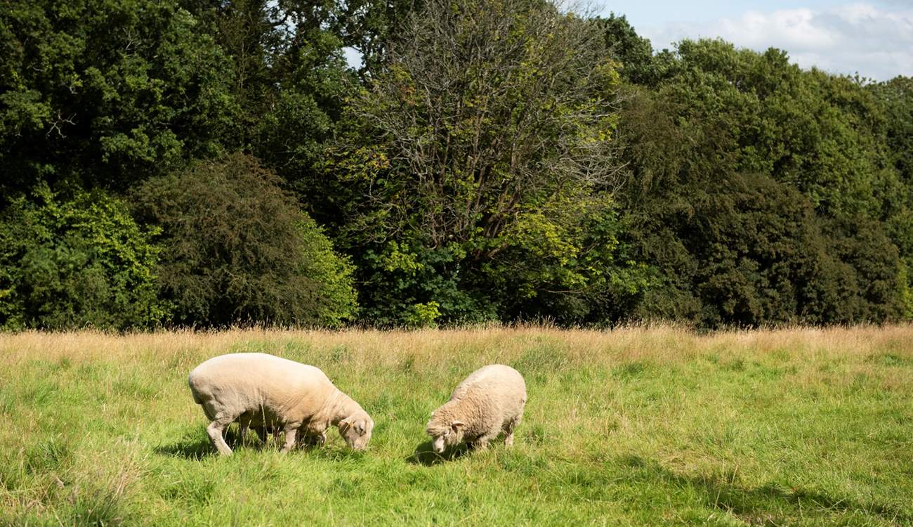 The owners also have some sheep, who live in a nearby paddock.