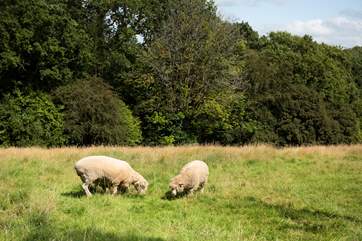 The owners also have some sheep, who live in a nearby paddock.