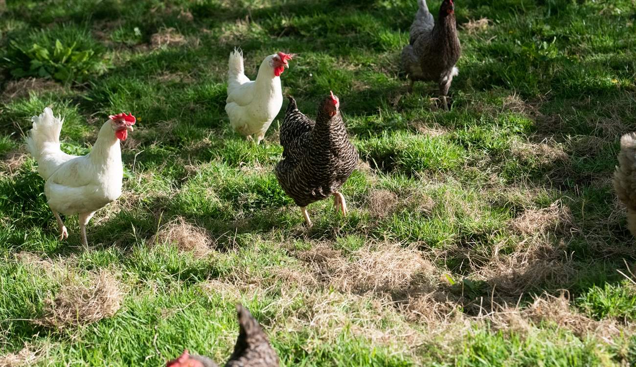 The owners' chickens live at the bottom of the orchard. Please note from the 1st September these will be moved into a neighbouring field. 