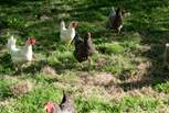 The owners' chickens live at the bottom of the orchard.