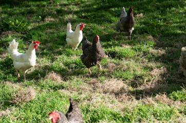 The owners' chickens live at the bottom of the orchard.