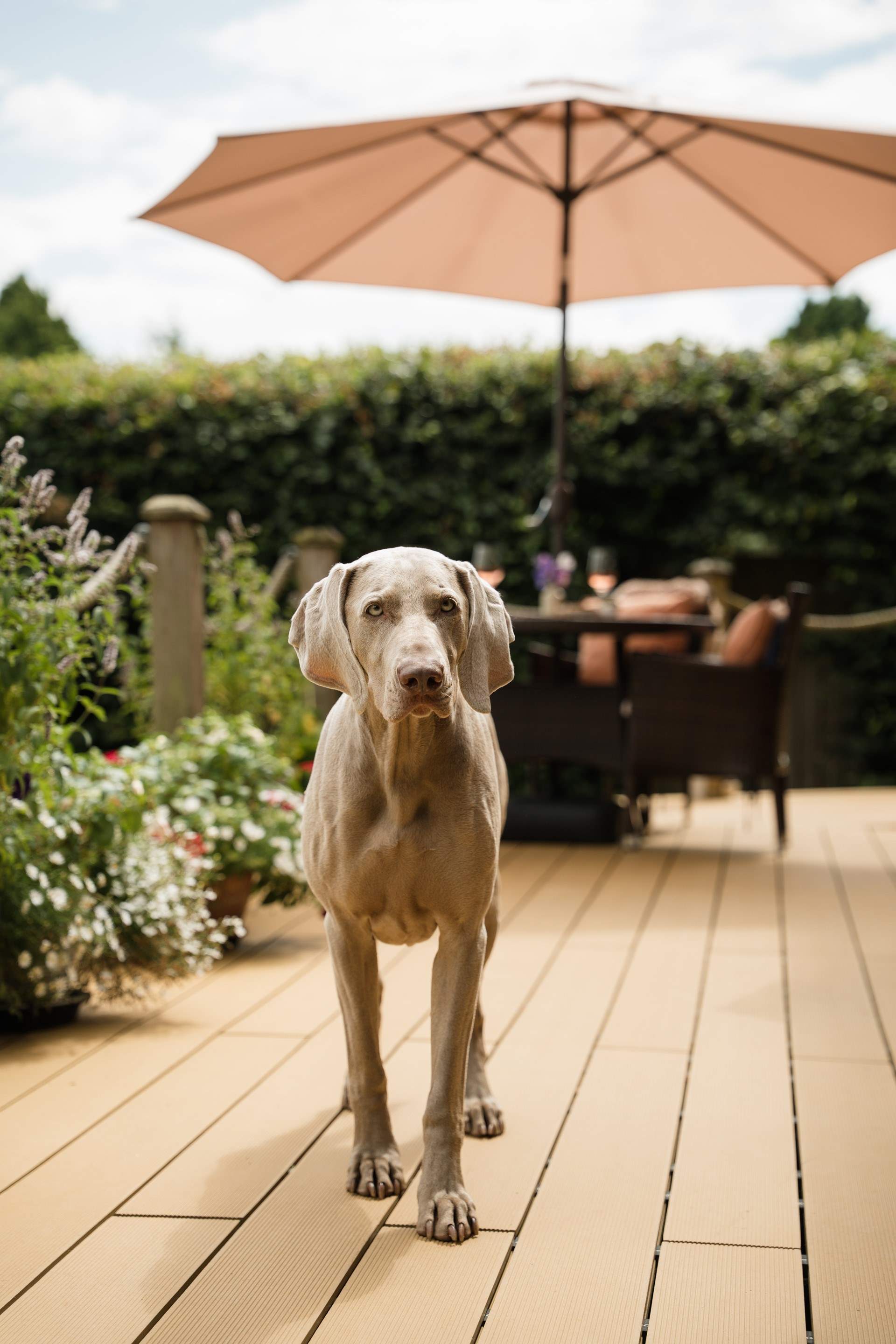 Being dog-friendly it means your beloved four-legged friend can join. 