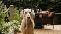 Being dog-friendly it means your beloved four-legged friend can join. 