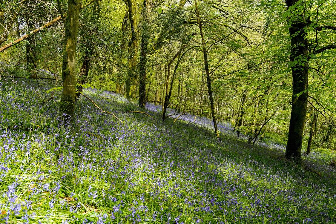 The owners are happy for you to explore their woodland - the bluebells create a wonderful display in the spring.
