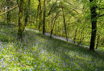 The owners are happy for you to explore their woodland - the bluebells create a wonderful display in the spring.