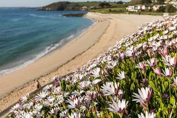 If you fancy exploring the south coast of Cornwall then Falmouth is a must.
