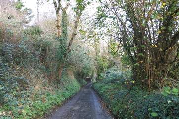 The leafy lane leading down to Carne Haven.