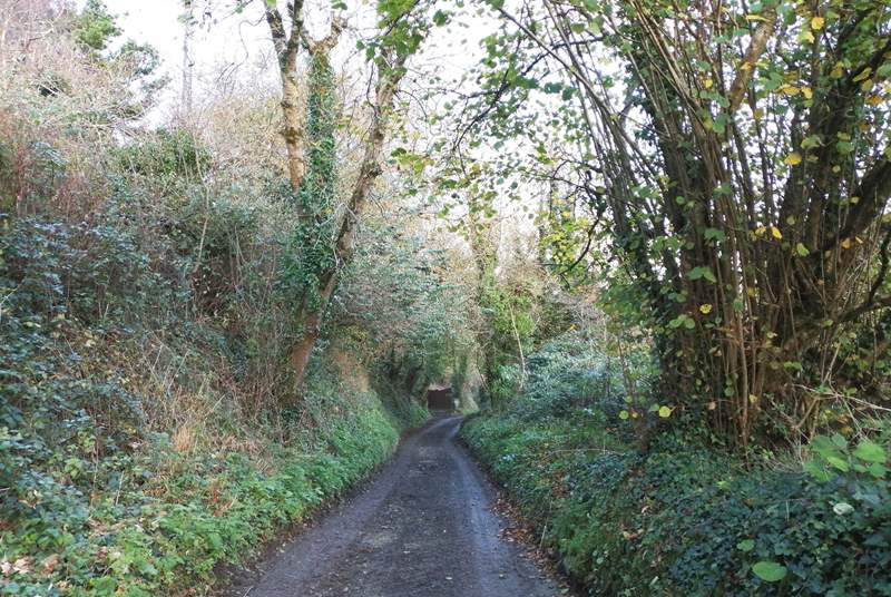 The leafy lane leading down to Carne Haven. 