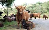 You may see some of these beauties on Bodmin Moor. - Thumbnail Image