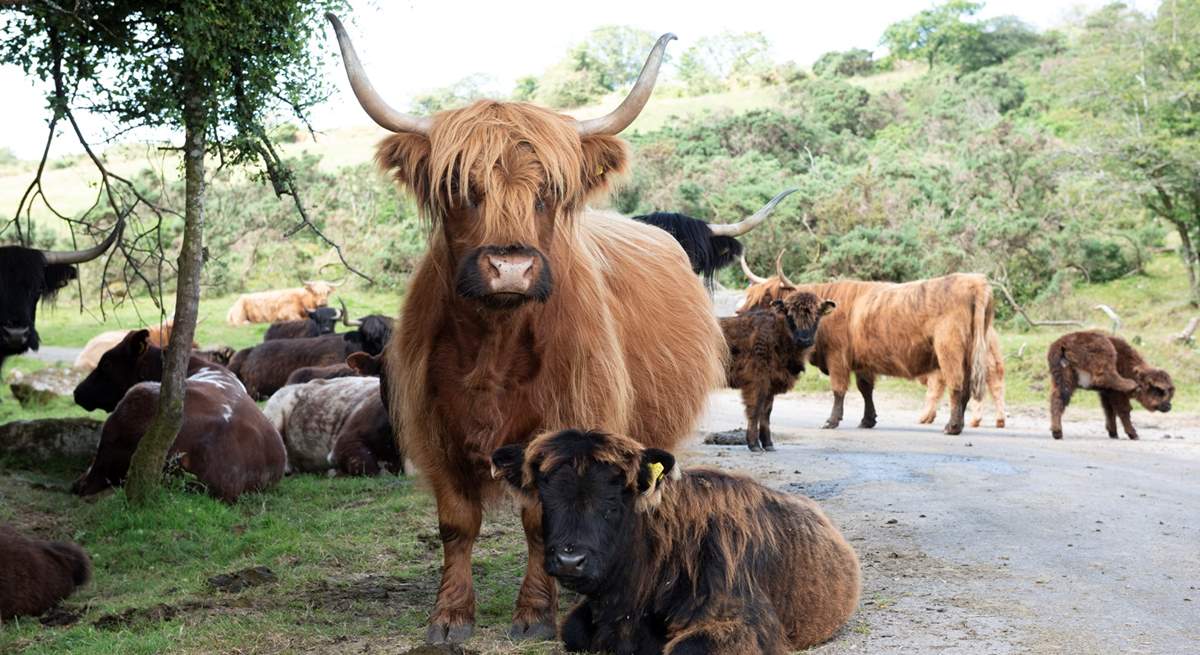 You may see some of these beauties on Bodmin Moor.