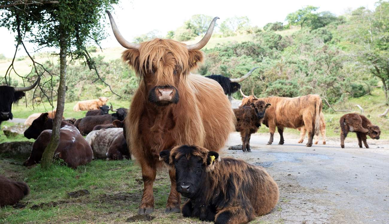 You may see some of these beauties on Bodmin Moor.