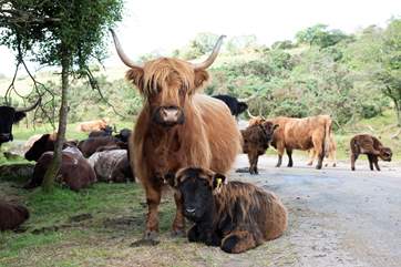 You may see some of these beauties on Bodmin Moor.