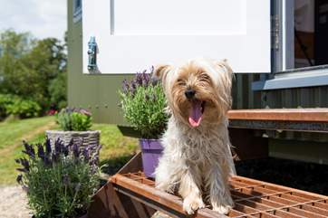 Your four-legged friend is more than welcome to join you.