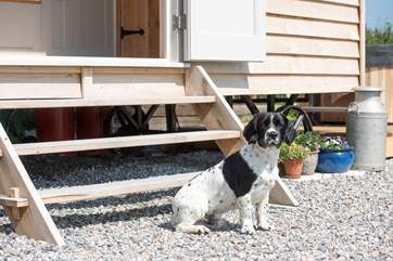 Your four-legged friend is most welcome to join you.