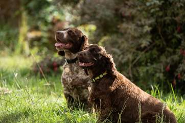 The owner's two friendly spaniels.