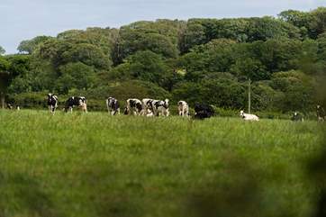 The property is next to a working cattle farm.